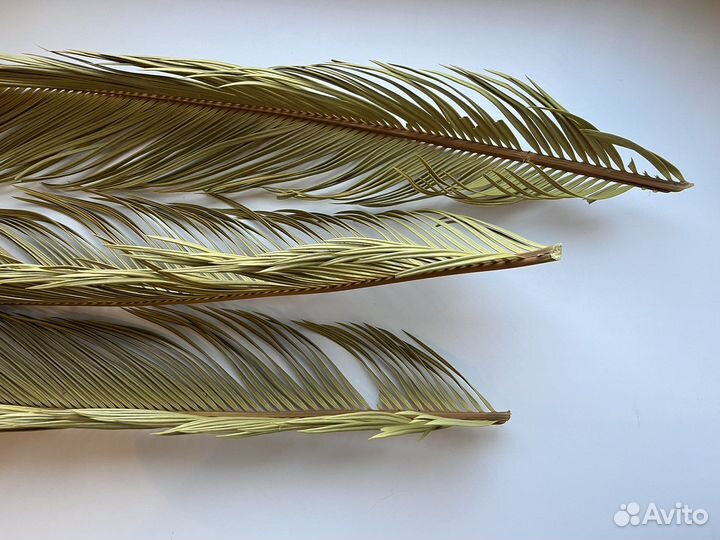 Листья саговой пальмы цикас – 3 шт. + упаковка