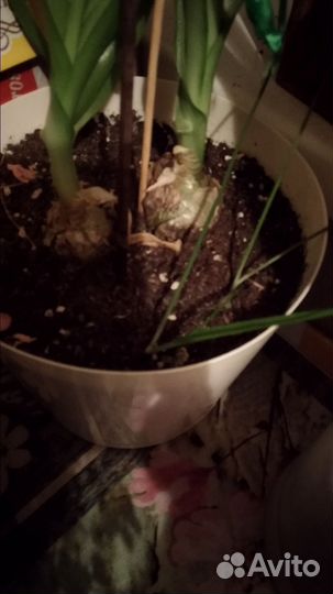 Индийский лук лечебный