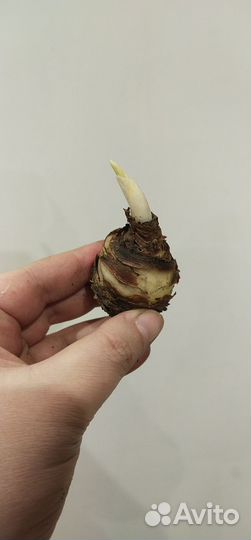 Ананасная лилия (эукомис)