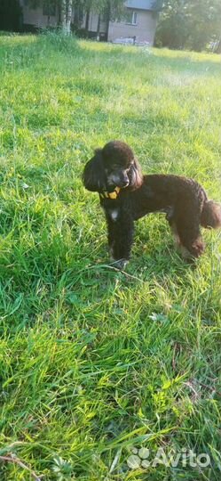 Вязка пудель