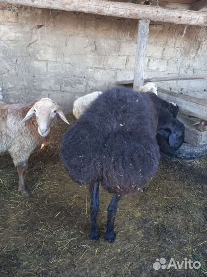 Баран на племя