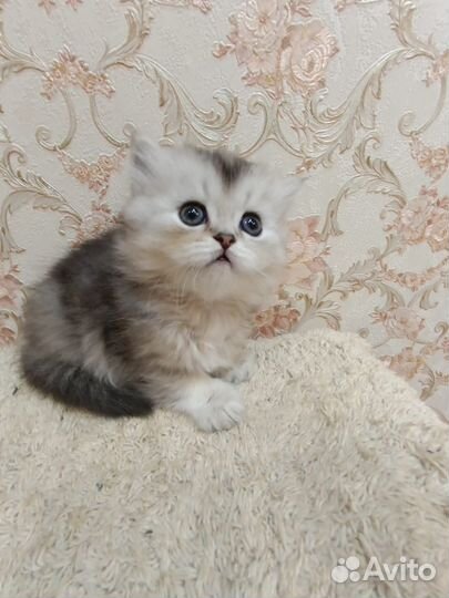 Шотландская