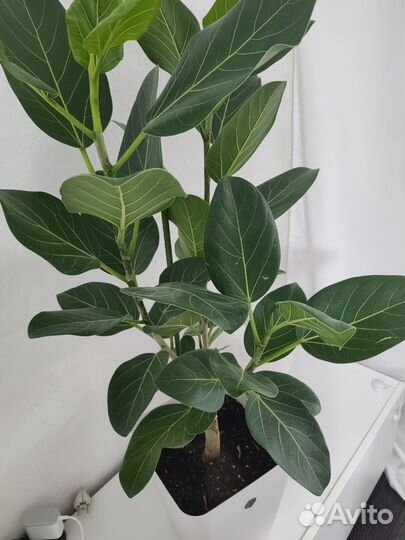 Фикус бенгальский Андрей