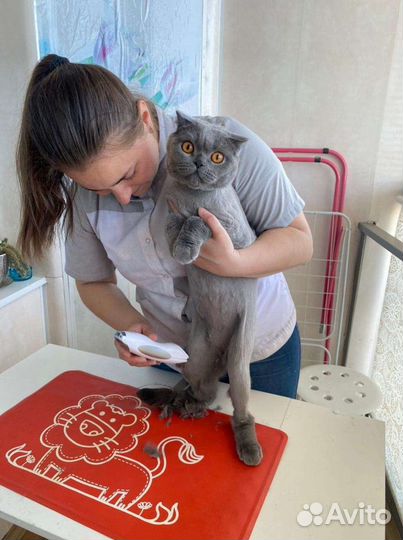 Стрижка кошек