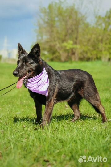 Красивая черная собака ищет семью