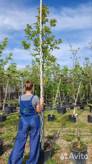 Магнолия Кobus, контейнер