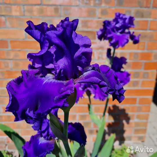Ирисы сортовые