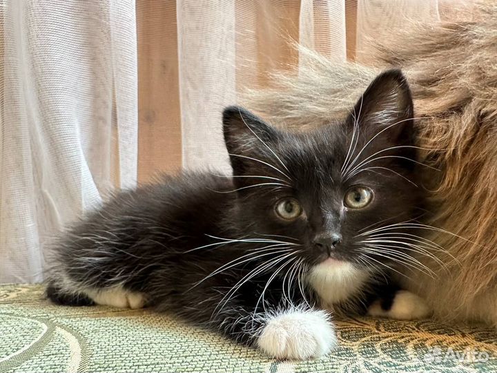 Милые котята