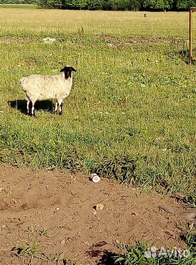 Козы, коровы, бараны