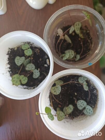 Циропегия Вуда