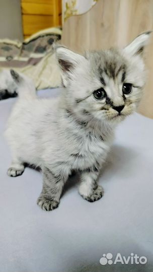 Котята мейн-кун