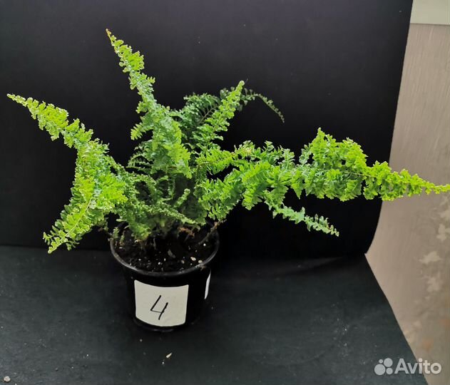 Папоротник кудрявый