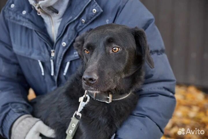 В добрые руки красивая собака Дуся
