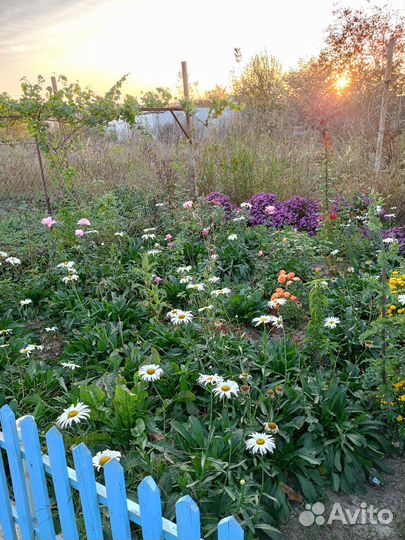 Цветы ромашки