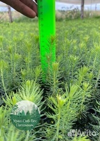 Зкс и окс Сосна Ель Лиственница сеянцы Голуб горн