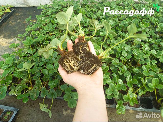 Рассада клубники. Фриго. Урожай уже 2023 году