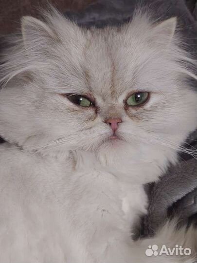 Британская шиншилла