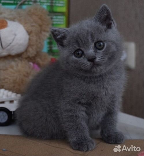 Британские котята