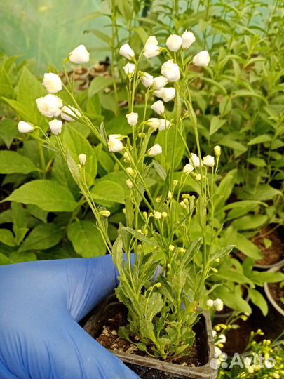 Колокольчик мини. Сорт Элизабет