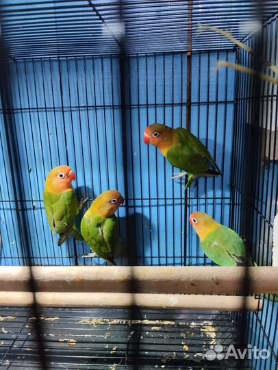 Попугай неразлучники