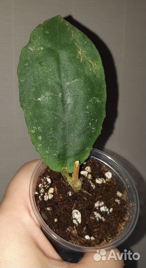 Хойя Ундулата