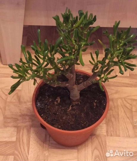 Каланхоэ лечебное