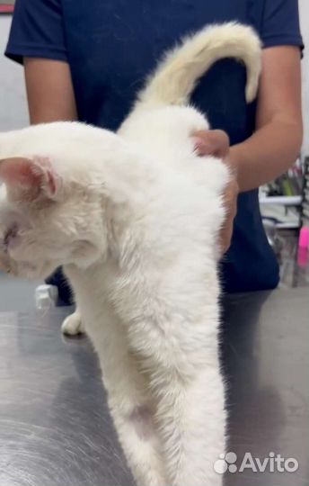 Котик. Найден прооперировали глаза. Подольск