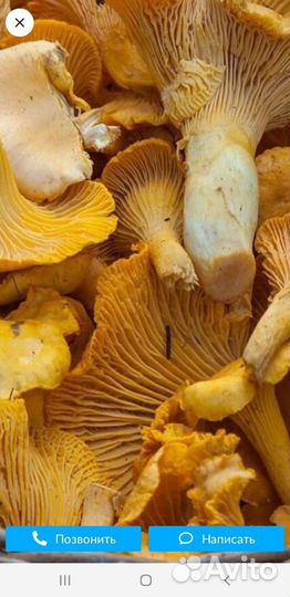 Продам грибы лисички
