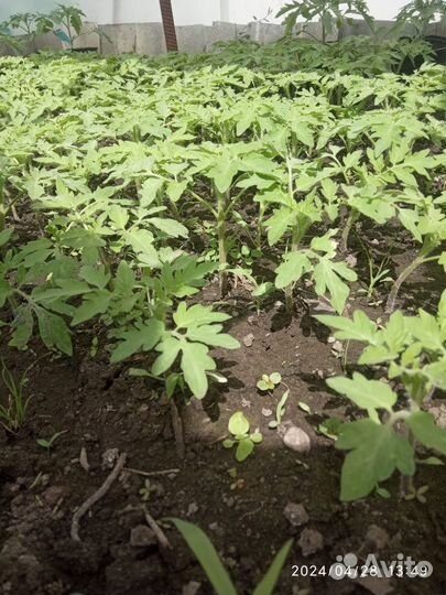 Рассада помидор