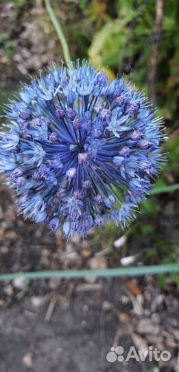 Лук декоративный