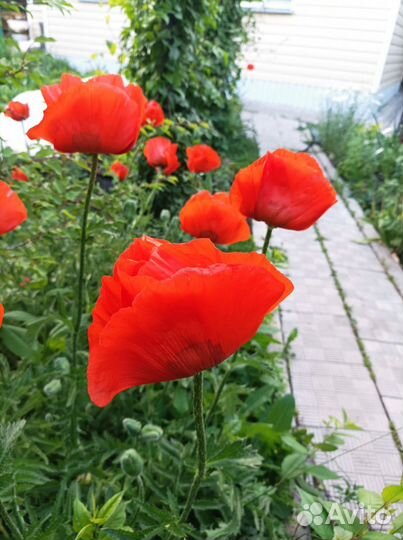 Мак восточный семена