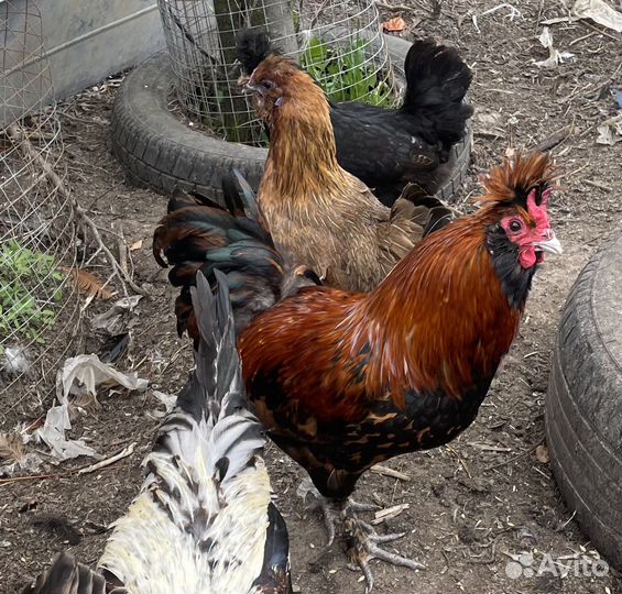 Петухи породы павловская и загорская лососевая