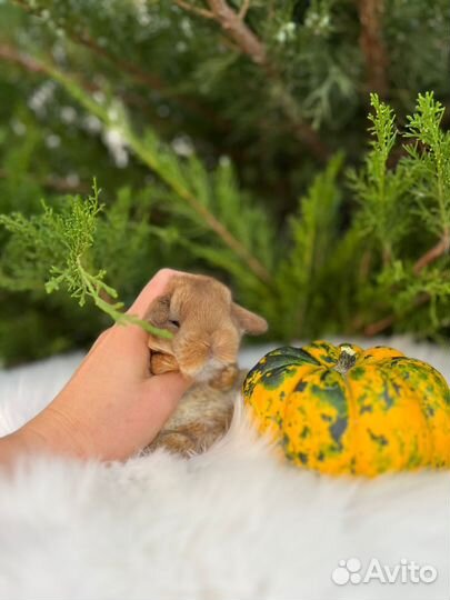 Карликовые кролики Mini Lop и др