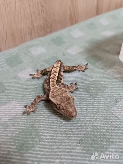 Реснитчатый бананоед