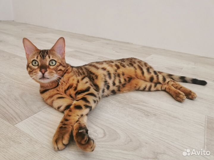 Бенгальский кот