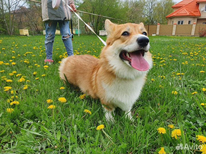 Вельш-корги пемброк