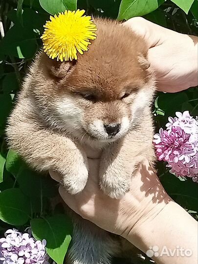 Кукольная, сиба девочка