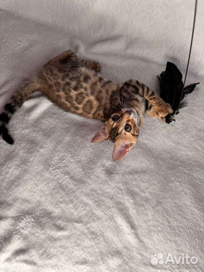 Бенгальские котята