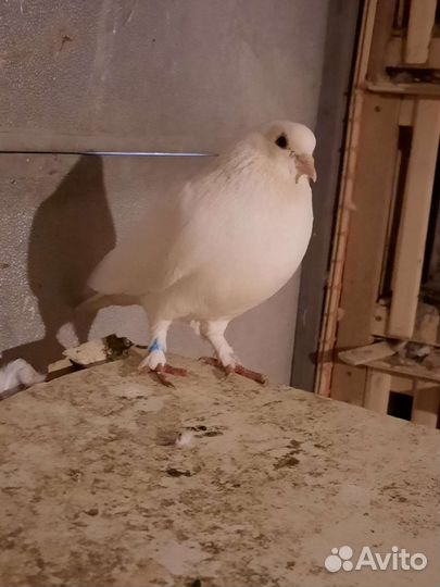 Продажа голубей