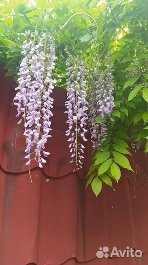 Глициния, олеандр, магония, юкка - Многолетники