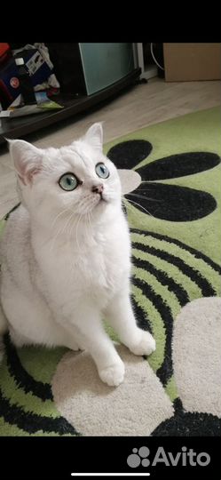 Котята от британской шиншиллы
