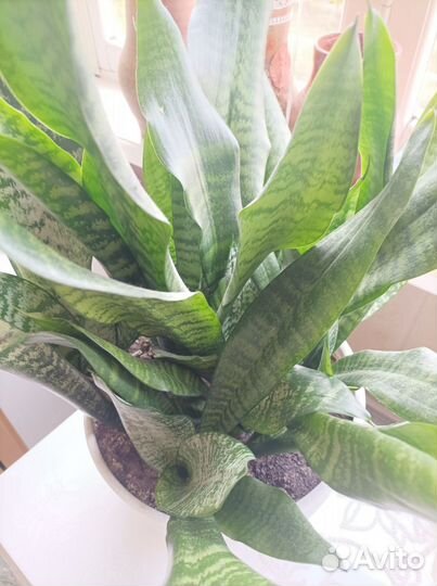 Сансевьерия