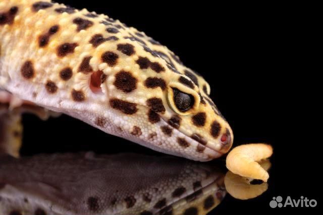 Корм для рептилий
