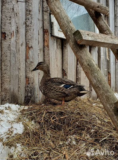 Утки подсадные для охоты