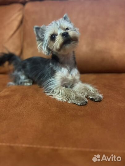 Йоркширский терьер мини девочка