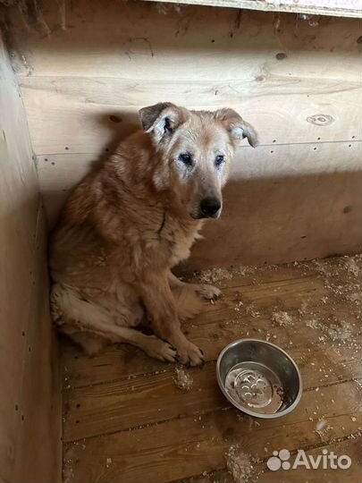 Старая собака из приюта обречена в нем и умереть