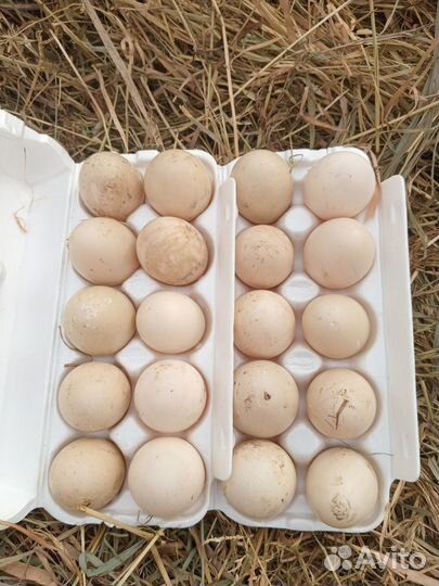 Яйцо индоутки