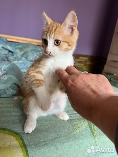 Малыш котенок