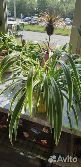 Домашние растения