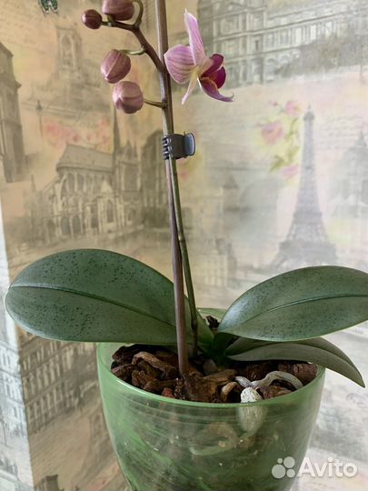 Орхидея фаленопсис детка